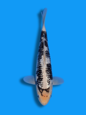 Ginrin Matsukawabake | Koi&Co.